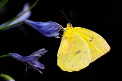 Un papillon jaune